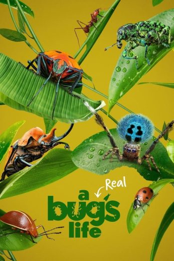 مسلسل A Real Bug’s Life كامل – الموسم الاول